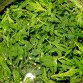 ベリア's cooksnap of when they made よもぎの下処理と冷凍.