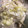 やーしー's cooksnap of when they made 鶏むね肉ともやしの重ね蒸し＊ネギ塩ダレ.