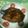 クックZD3CWA☆'s cooksnap of when they made 簡単！カレイの煮付け.