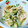 sweet_rose's cooksnap of when they made 中華の定番♪鶏肉と胡瓜の甘酢和え.