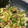 マショマロロ's cooksnap of when they made 中華風肉味噌そぼろあんの野菜炒め.