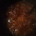 inLondon's cooksnap of when they made 牛肉のトマト煮込み.