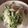さんすけママ☆'s cooksnap of when they made 水菜の春雨サラダ.