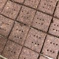 なちゅっぽん's cooksnap of when they made ヘルシー✿バナナとココアのおからクッキー.