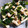 しゃーりん222's cooksnap of when they made きのことワカメの酢の物.