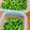 ＊＊もっさん＊＊'s cooksnap of when they made 青ネギの冷凍・保存方法　いつも新鮮便利！.