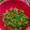ひまわり's cooksnap of when they made すっげ～ウマい モロヘイヤ‼.
