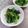 クックHG9V8Y☆'s cooksnap of when they made 箸休めに…つるむらきのお浸し♪.