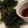 クックXNDD8Q☆'s cooksnap of when they made 農園レシピ・野草の天ぷら.