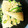 akko。's cooksnap of when they made タケノコとほうれん草のぴりり♪ゴマ和え.