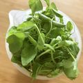 pnkdiamond's cooksnap of when they made 豆苗の長持ち保存方法.