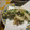 みせす☆まあさ's cooksnap of when they made 捨てるとこナシ！新玉ねぎのかき揚げ.