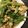 はちみつココア's cooksnap of when they made たまごとレタスの炒め物.