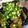 クック75J0LW☆'s cooksnap of when they made 作業２つ！簡単な茄子の煮浸し.