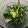 hrmta's cooksnap of when they made 春菊としめじのおひたし.