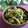 ayureo's cooksnap of when they made -菜の花ღ３種❁和風和え❣大人味？-.