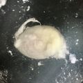 みそゆうき's cooksnap of when they made 簡単に綺麗なポーチドエッグを作る方法.