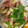 クックZGYQX0☆'s cooksnap of when they made たけのこと生ハムのマリネ.