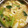 尚人パパ's cooksnap of when they made 青菜ときのこのみそ汁.