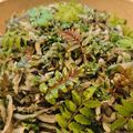 kuragenoie's cooksnap of when they made 木の芽じゃこ.