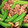 毎日のクック's cooksnap of when they made 絹さやと牛肉の中華炒め.