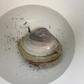 Pikakelani's cooksnap of when they made 簡単＆失敗無し！あさりの砂出し(砂抜き).