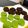 mamy0620's cooksnap of when they made 生チョコクッキー(抹茶バージョン).