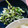 しょうちゃんれしぴ's cooksnap of when they made ピーマンと塩昆布のマヨネーズ和え.