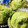 森のエナガ's cooksnap of when they made よもぎと小豆の和風マフィン.