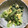 mi_ricky's cooksnap of when they made 小松菜としらすマヨ卵炒め和え.