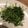 ディナーカレー's cooksnap of when they made ぱぱっと豆苗塩昆布やみつきサラダ.