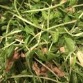 Parizot's cooksnap of when they made 豆苗ツナサラダ.
