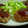 ぽんぽあーる's cooksnap of when they made 焼くとふくらむ☆ふっくらハンバーグ.