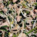 ゆいみ〜's cooksnap of when they made ほうれん草と豚肉のオイスターソース炒め.