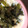 ムーヒツジ's cooksnap of when they made かんたんおかゆ●ネギと豆腐のたまご粥.