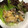 ころりn's cooksnap of when they made ガツンと濃厚！揚げぶりのガリマヨソース.