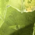 あみミント☆'s cooksnap of when they made おうちで作る粉茶＆抹茶.