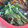 mutsu＊'s cooksnap of when they made 菜の花しょうゆマヨ.