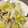 るる☆みふい's cooksnap of when they made 味噌でコク旨✿あさりとキャベツの酒蒸し✿.