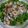 matsutama's cooksnap of when they made 豆苗とあさりのにんにく酒蒸し.