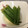 ☆こうめまま's cooksnap of when they made 簡単♪さっぱり☆オクラの白だし漬け☆.