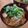 ＊amor＊'s cooksnap of when they made おひとりさまランチ♫新玉丼.