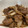朝霧ダブル's cooksnap of when they made 豚こまの生姜焼き.
