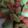 ma___111's cooksnap of when they made ブロッコリーの茎のたらこ炒め.