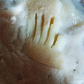 wakaba3's cooksnap of when they made 簡単★筍の皮むき＆灰汁抜き.