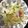 クックCTUCUP☆'s cooksnap of when they made 簡単！春キャベツとしらすの和風パスタ.