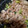 オデッタ's cooksnap of when they made 牛肉と白ネギのオイスターソース炒め.