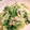 36thさだ's cooksnap of when they made 超超簡単　しろ菜とツナの炒め煮.