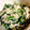 ネコのみさき's cooksnap of when they made ほうれん草の白和え.