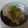 お山のエイ's cooksnap of when they made ウドの酢味噌あえ♪簡単.